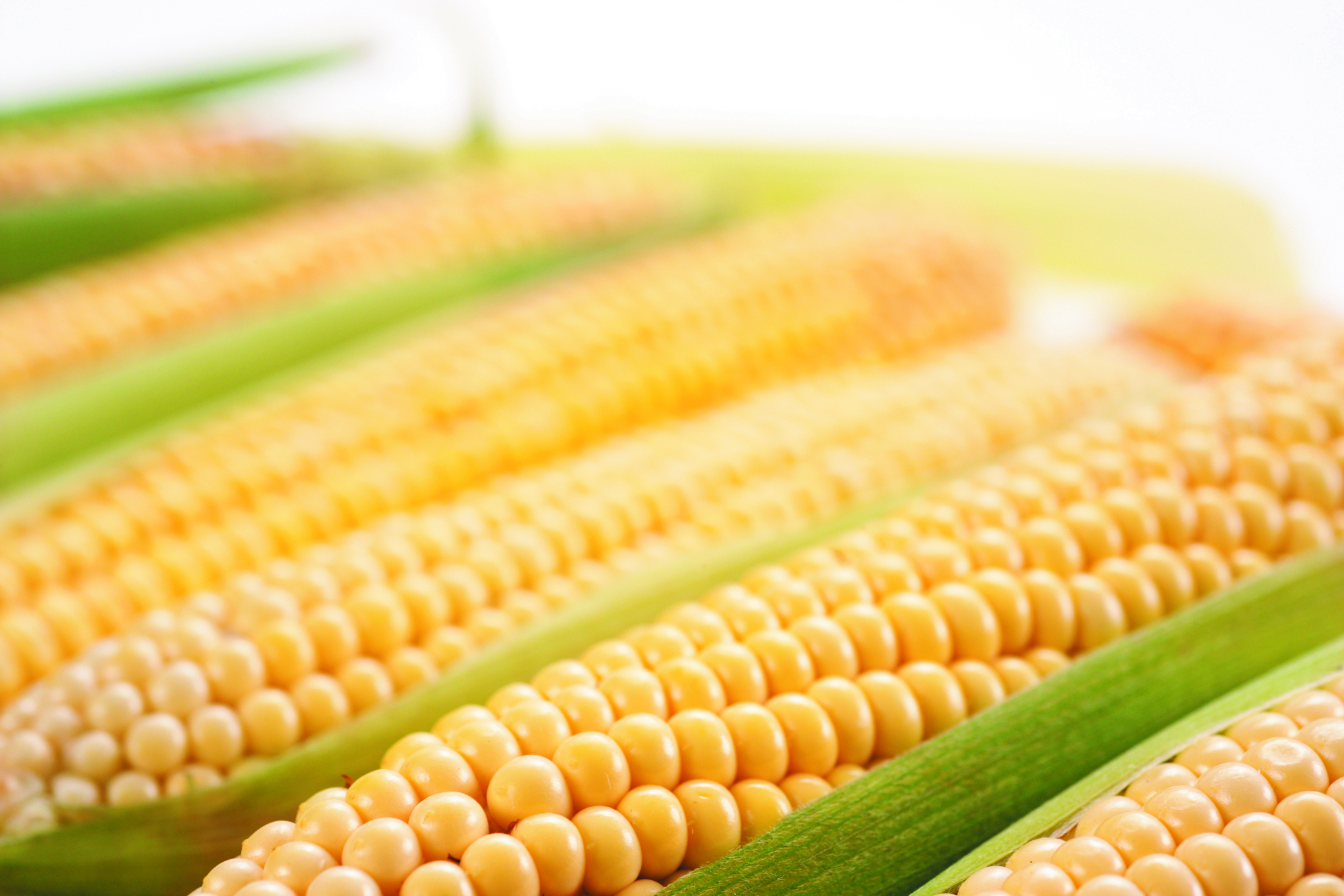 Parlament Europejski nie dopuścił modyfikowanej genetycznie kukurydzy